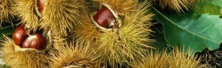 Raccolta di castagne a Bergamo: tutta una festa!